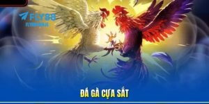 Đá gà cựa sắt